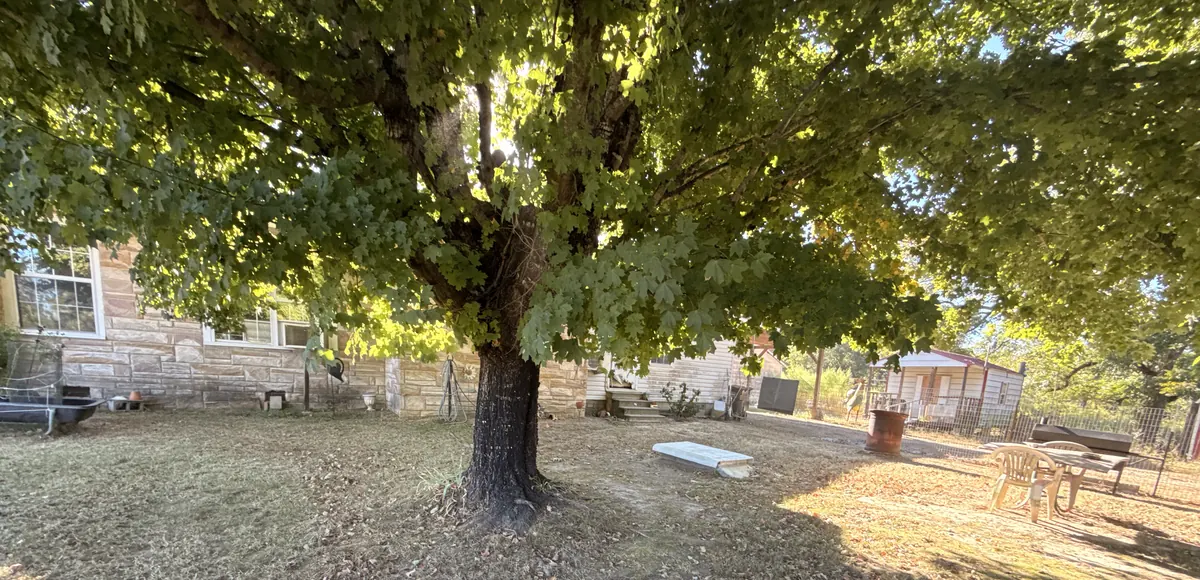 A big maple tree shading a sunny yard